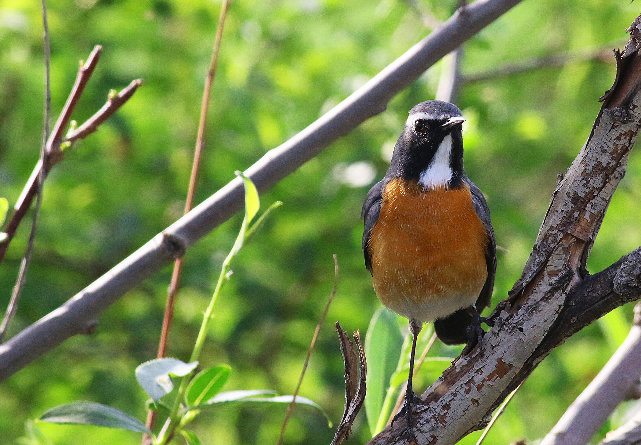 White-throated Robin